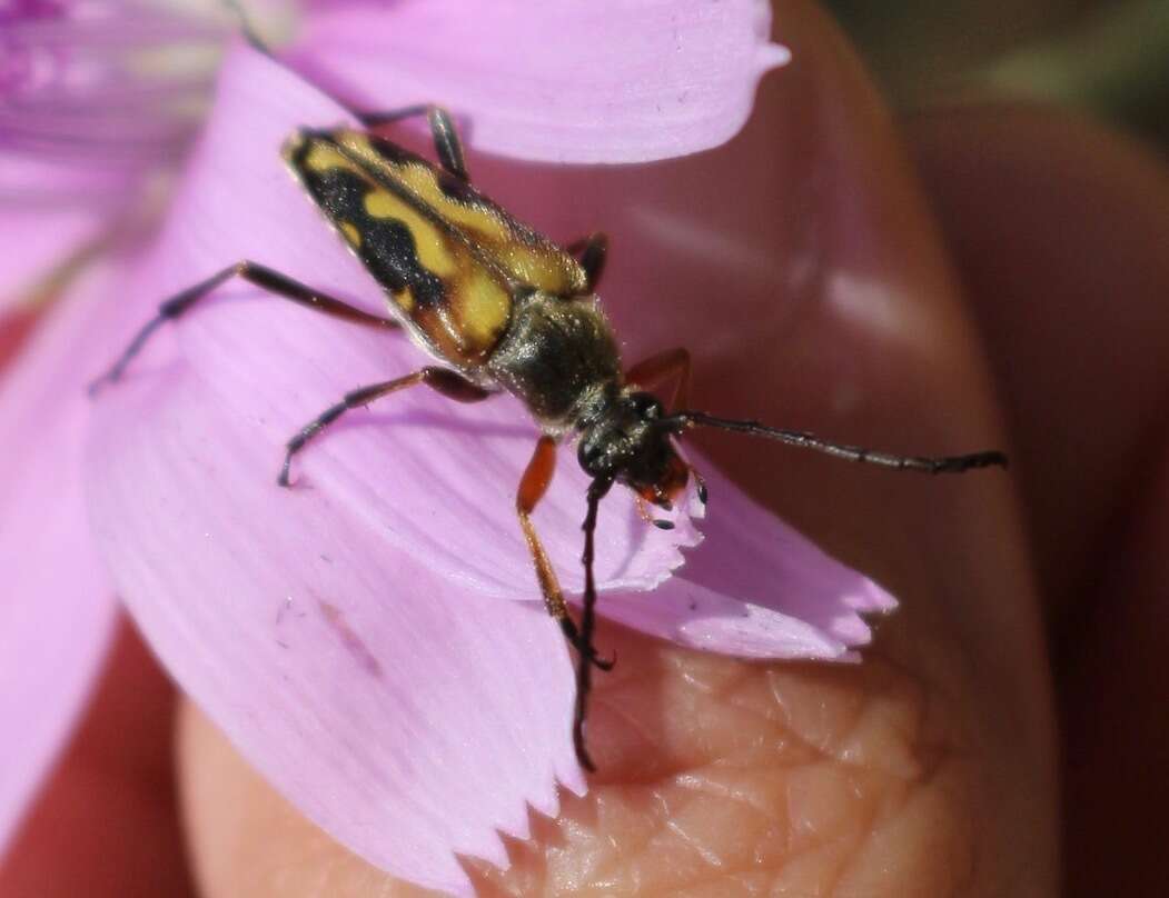 صورة Typocerus octonotatus (Haldeman 1847)