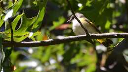 Image of American Redstart