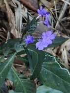 Eranthemum tetragonum Wall. resmi