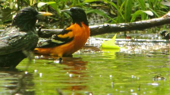 Image of Baltimore Oriole