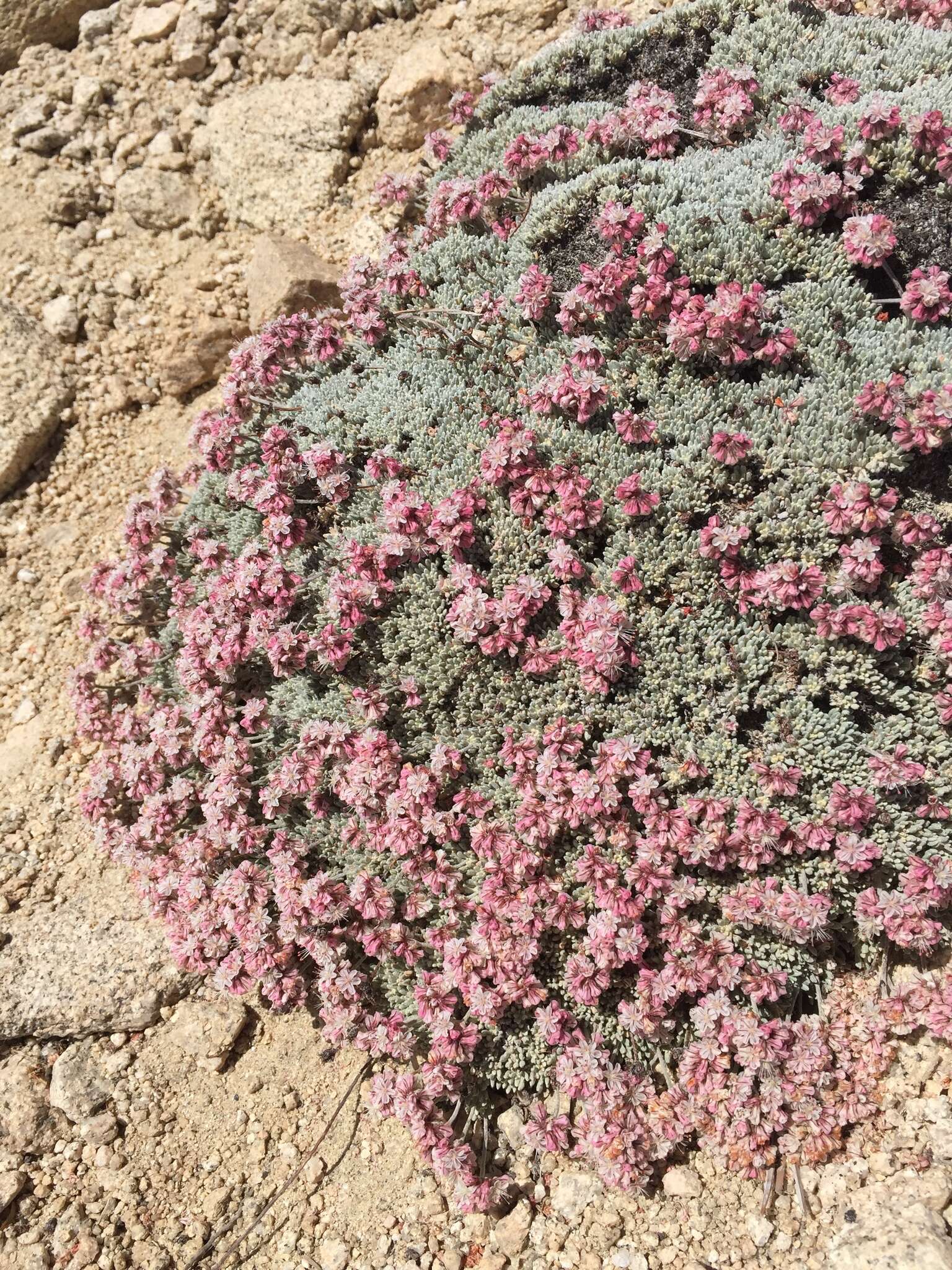 Eriogonum kennedyi var. alpigenum (Munz & I M. Johnst.) Munz & I M. Johnst. resmi