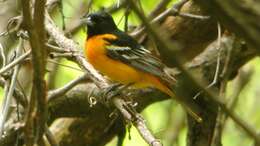 Image of Baltimore Oriole