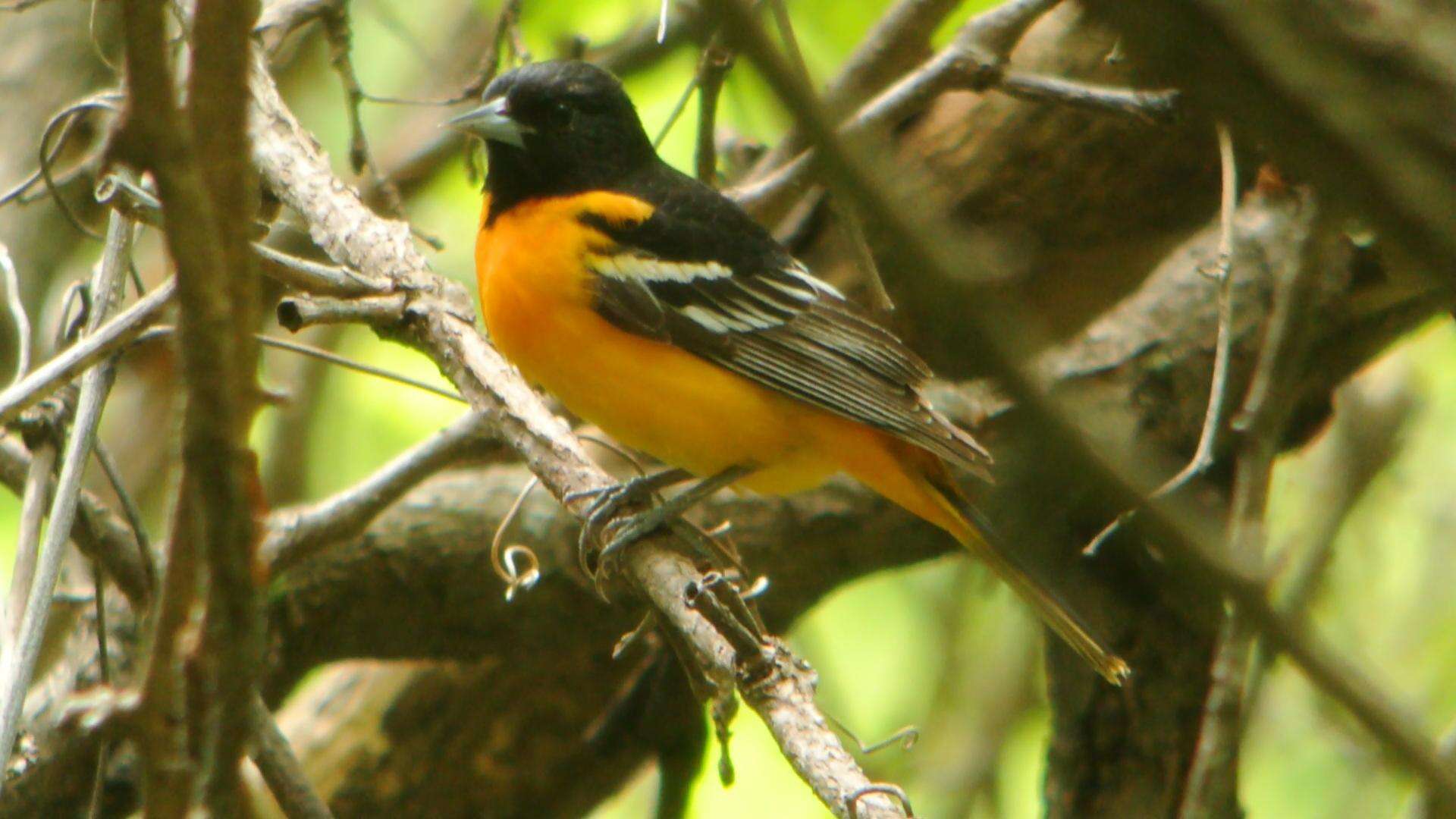 Image of Baltimore Oriole