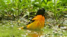 Image of Baltimore Oriole