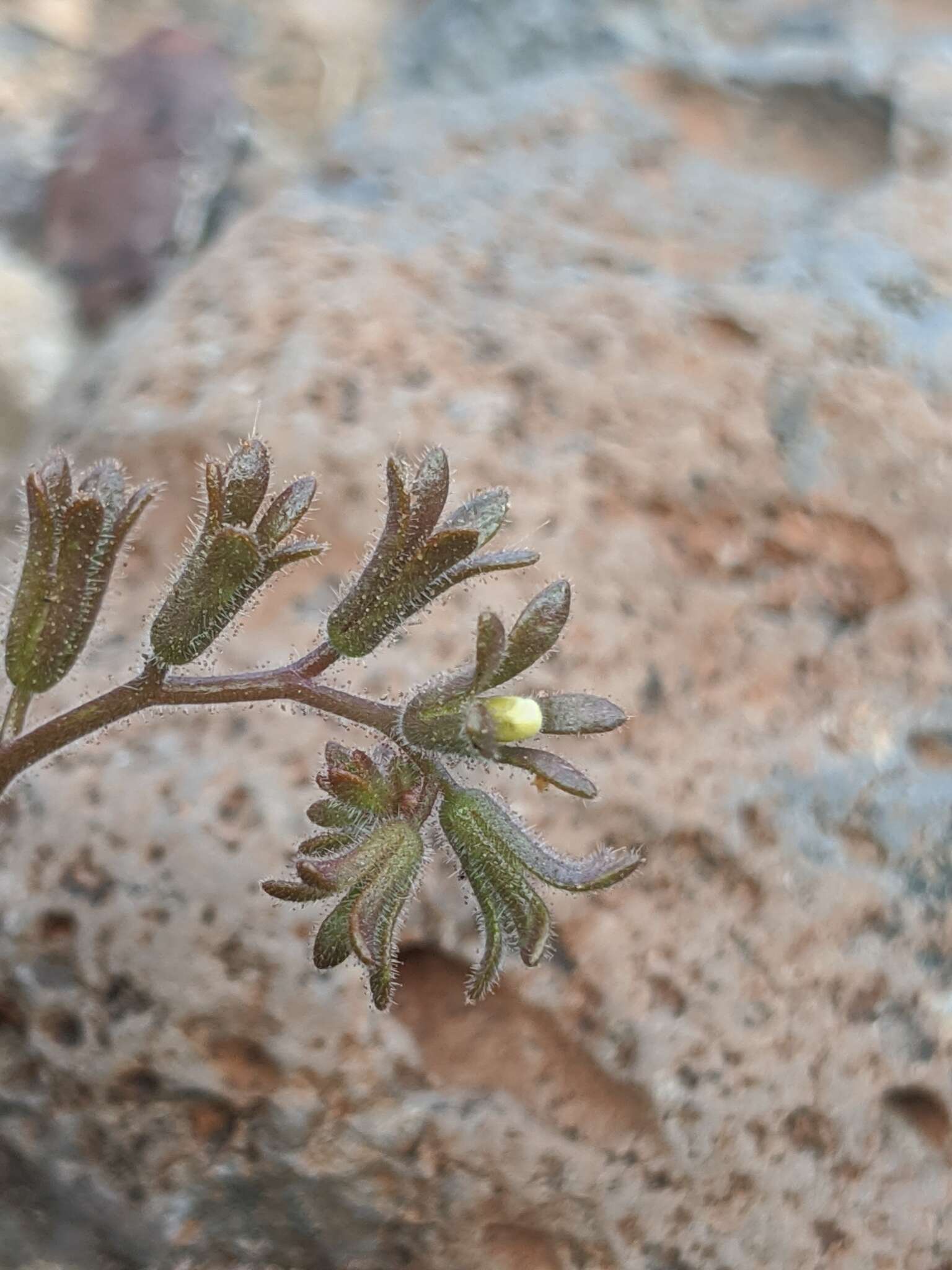 Image of roundleaf phacelia