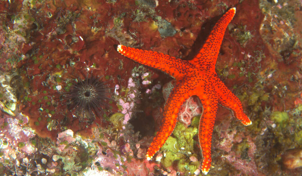 Image of Echinostrephus A. Agassiz 1863