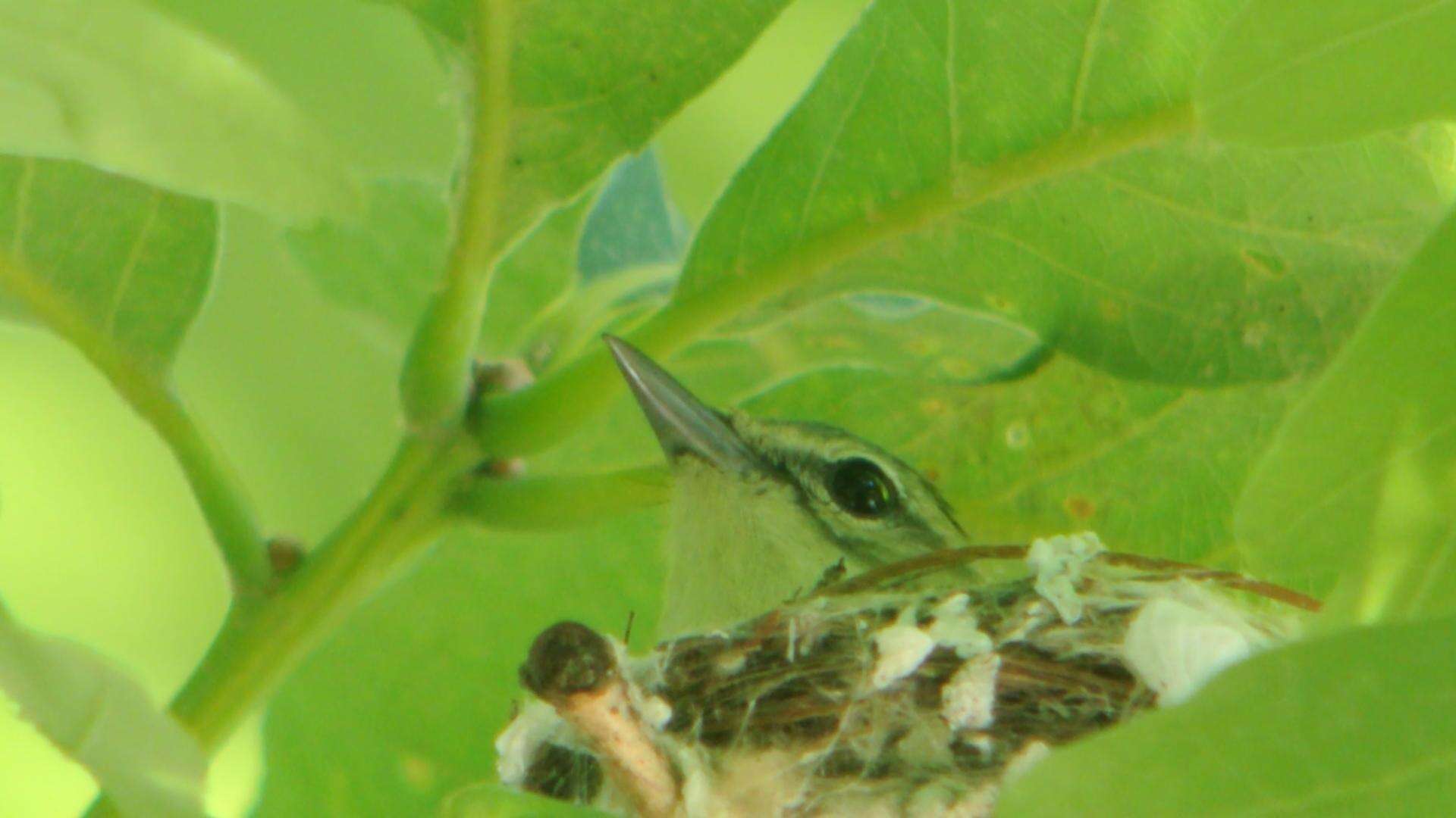 Image of Cerulean Warbler