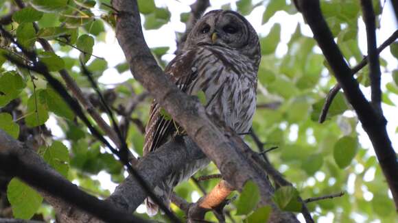 Image of Barred Owl