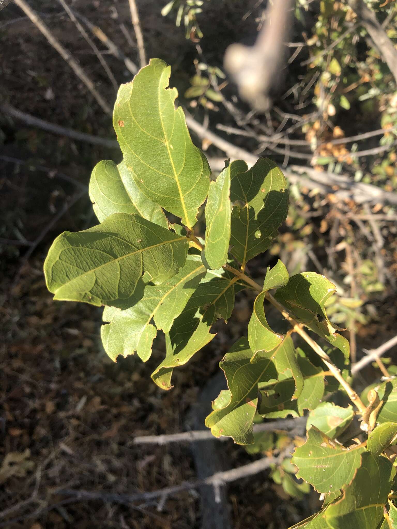 Imagem de Combretum apiculatum subsp. apiculatum