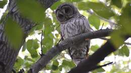 Image of Barred Owl