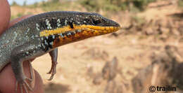 Image of African Five-lined Skink