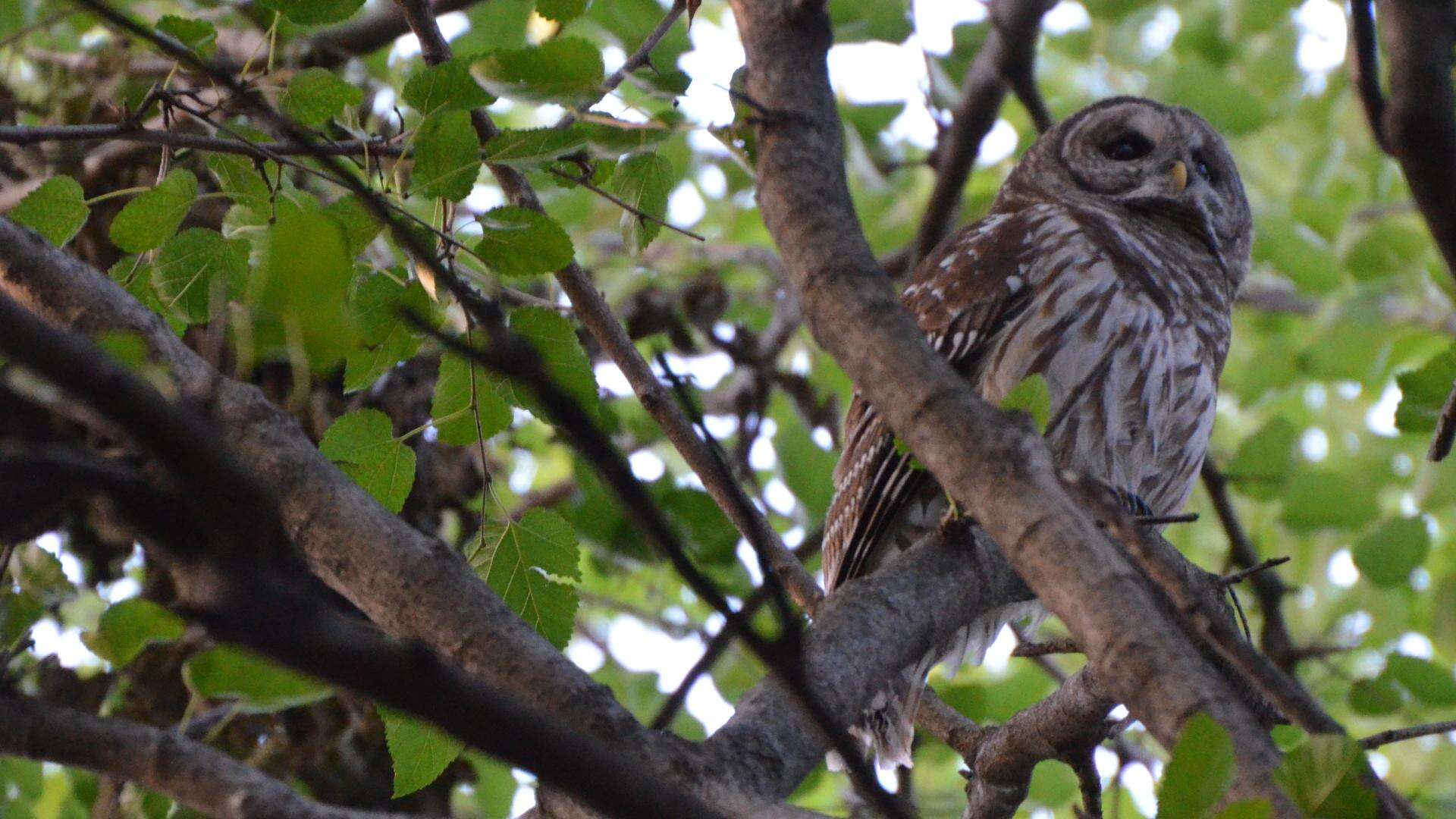 Image of Barred Owl