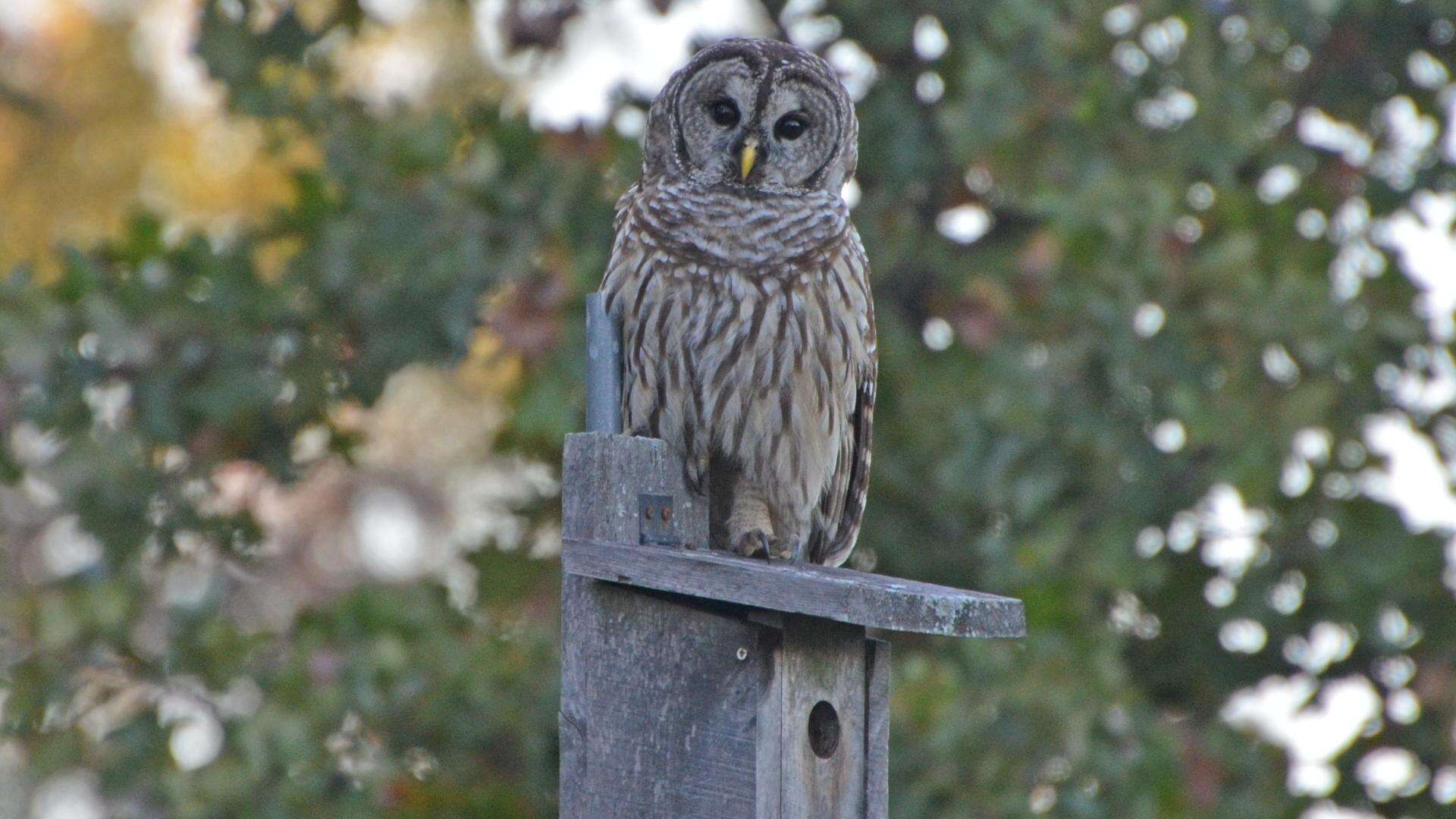 Image of Barred Owl