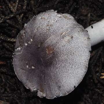 Plancia ëd Leucoagaricus ionidicolor Bellù & Lanzoni 1988