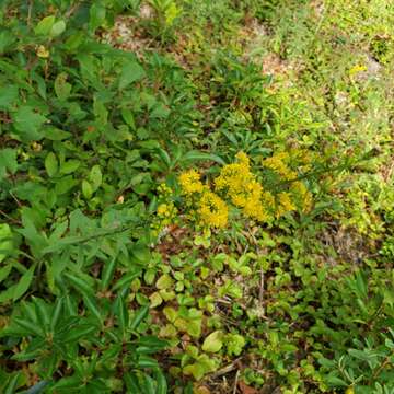 Image of downy goldenrod