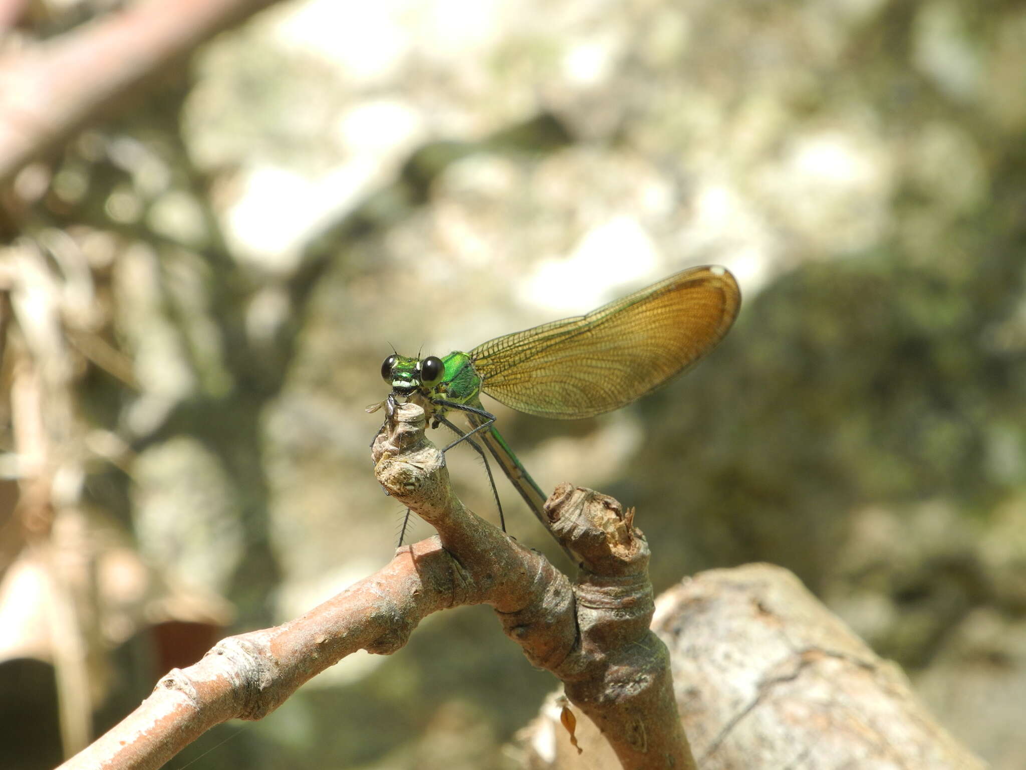 Image of Syrian Demoiselle