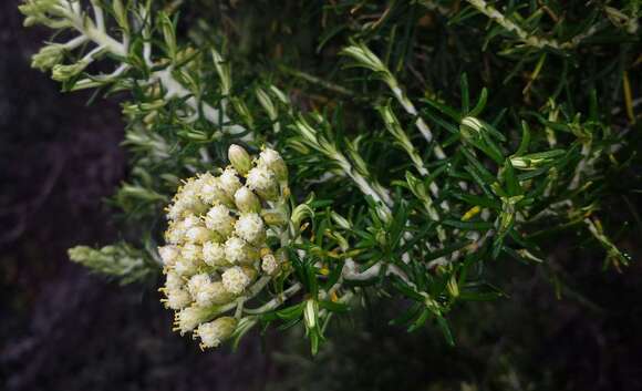 Слика од Ozothamnus cinerea (Labill.) A. A. Anderberg