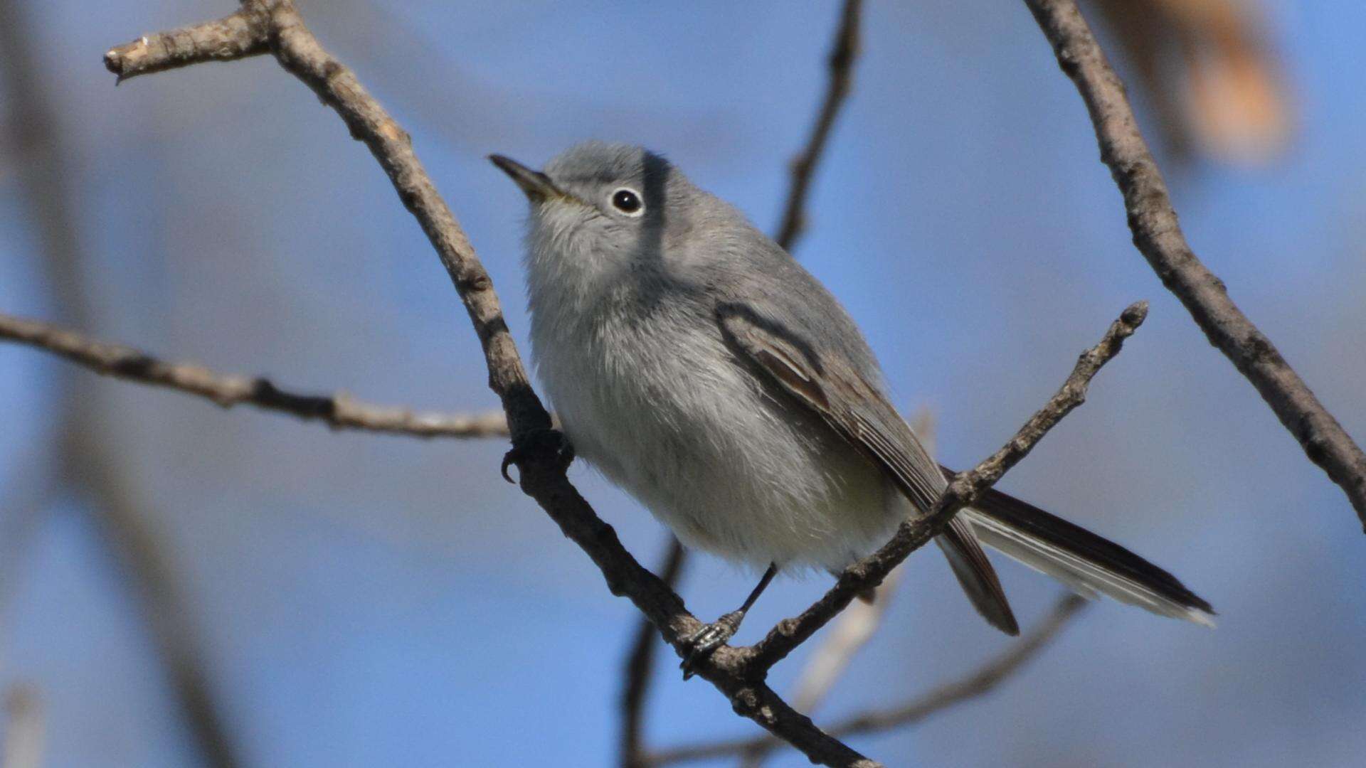 Image of gnatcatchers