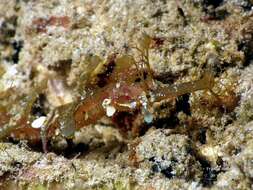 Image of Dusky Pipefish