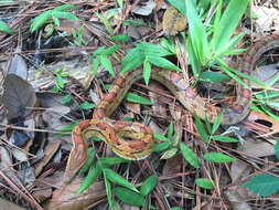 Image of Corn Snake