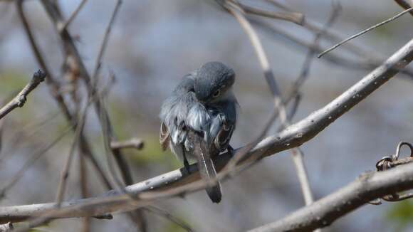 Image of gnatcatchers