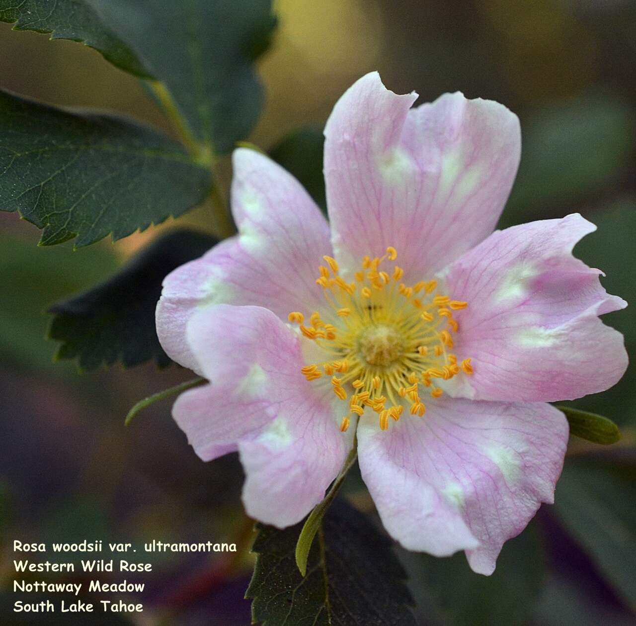 Sivun Rosa woodsii Lindl. kuva