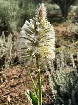 Image of Ptilotus nobilis F. Müll.