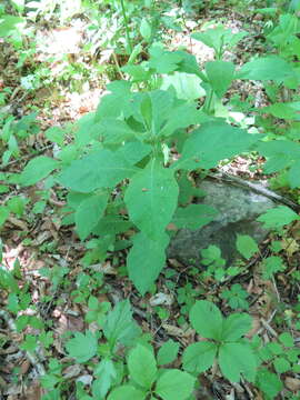 Image of Triosteum sinuatum Maxim.