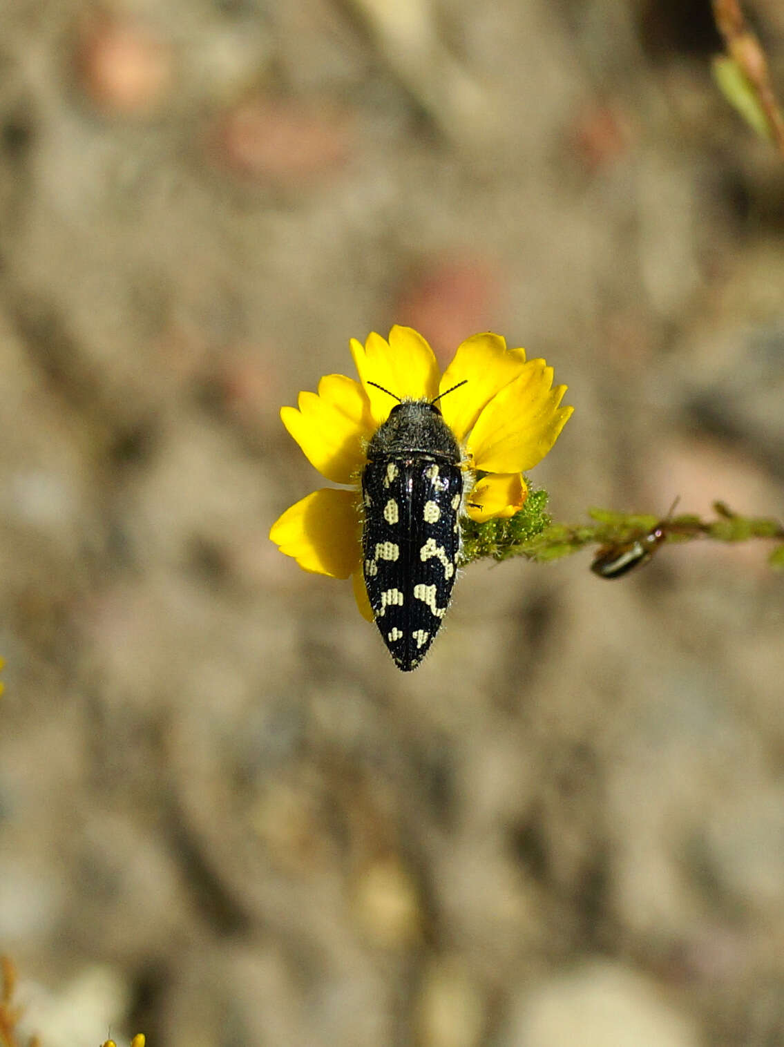 Image of Acmaeodera bacchariphaga Westcott & Verity 1977