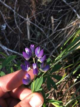 Image of broadleaf lupine