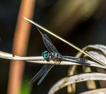 Tetrathemis platyptera Selys 1878 resmi