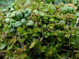 Image of Acaena microphylla subsp. obscurascens Bitter