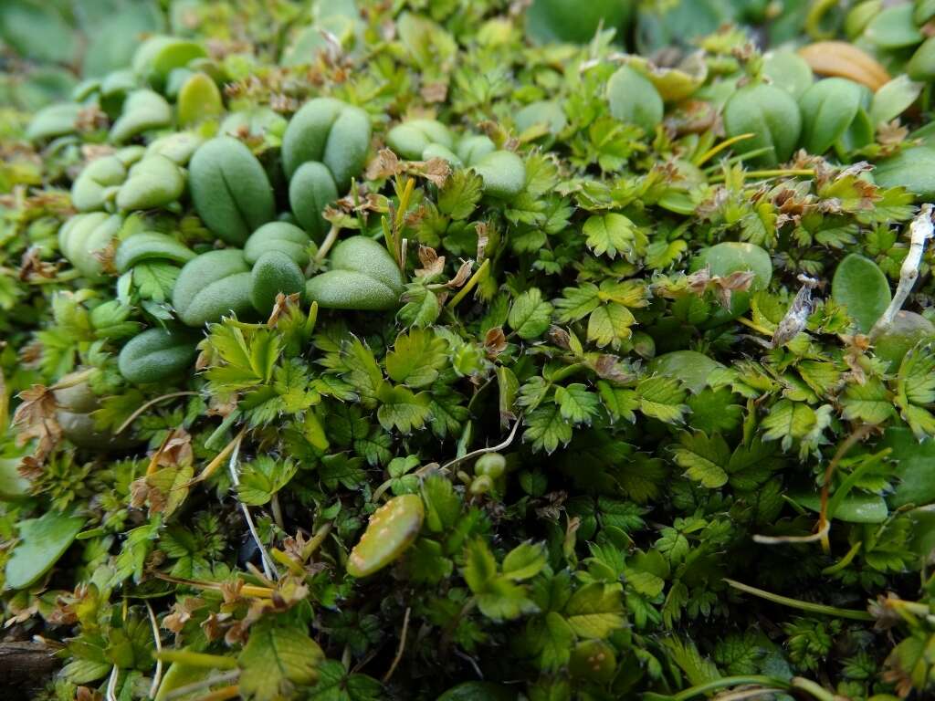 Image of Acaena microphylla subsp. obscurascens Bitter