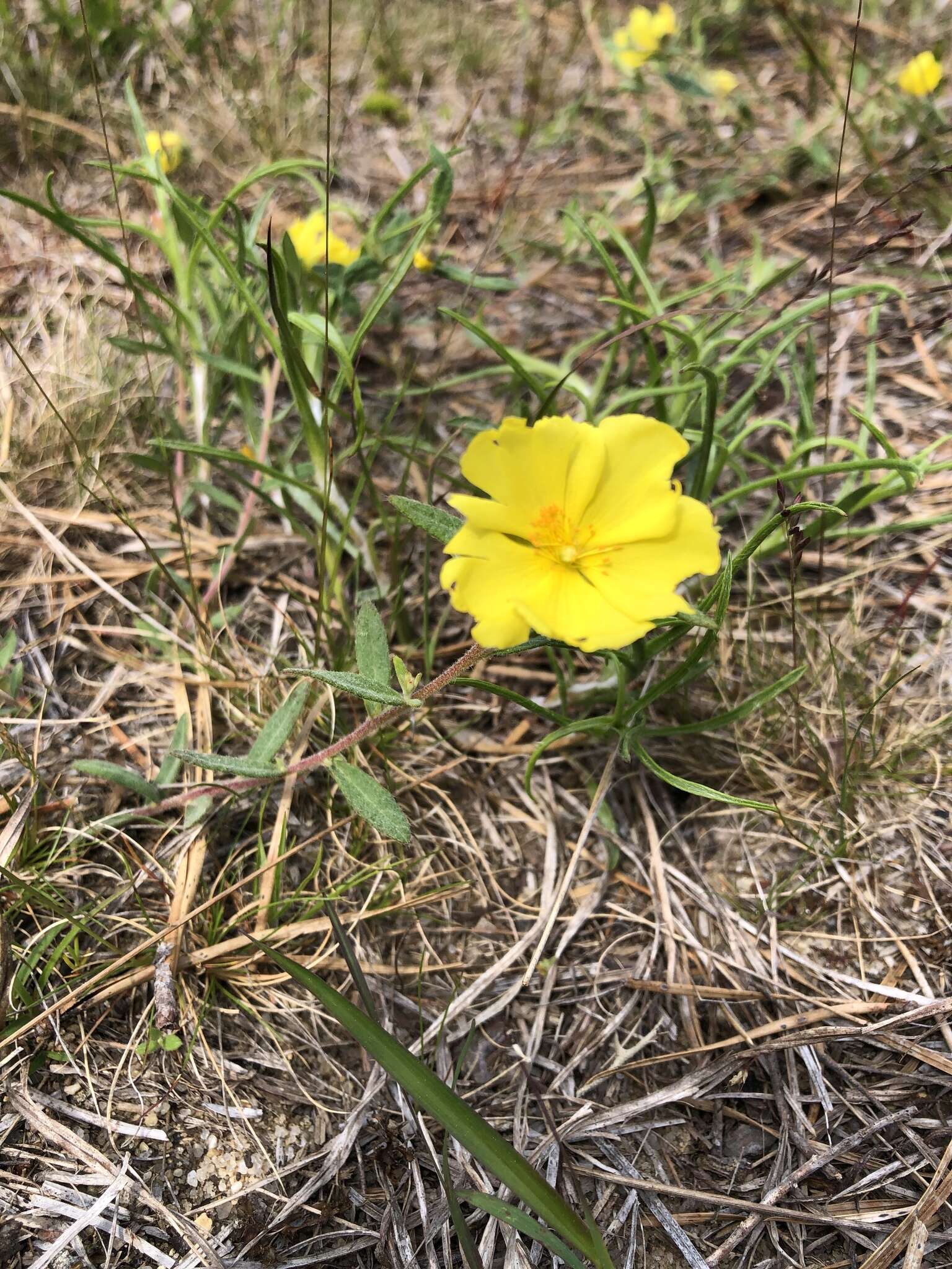 Crocanthemum dumosum E. P. Bicknell resmi