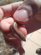 Image of Chalcides ocellatus ocellatus (Forskal 1775)