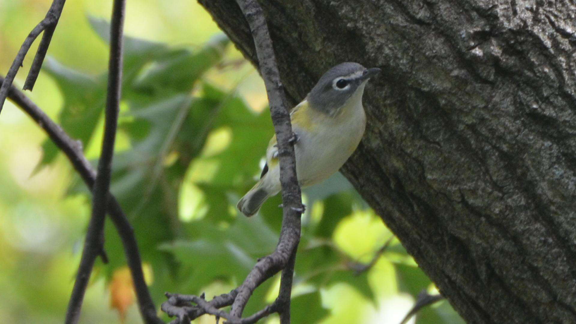 Image of Blue-headed Vireo