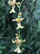 Image of Oncidium hapalotyle Schltr.