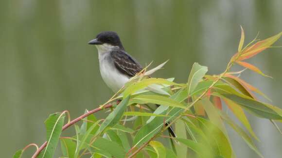 Image of Eastern Kingbird