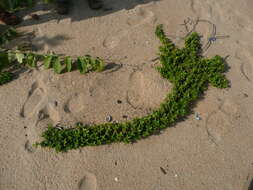 Image of Seaside Buttonweed