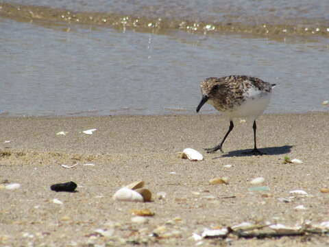 Image of Sanderling