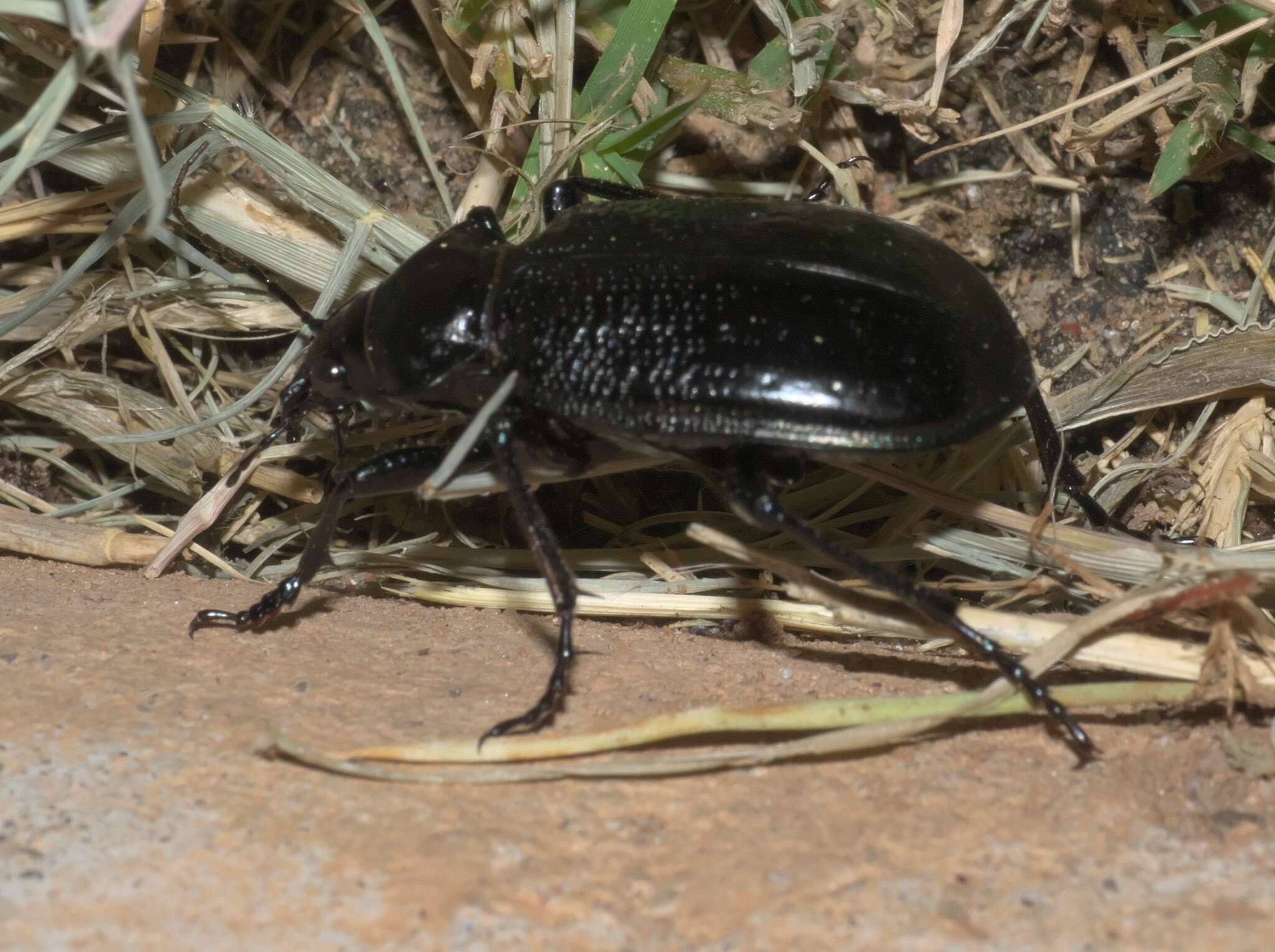 Слика од Calosoma (Carabosoma) marginale Casey 1897