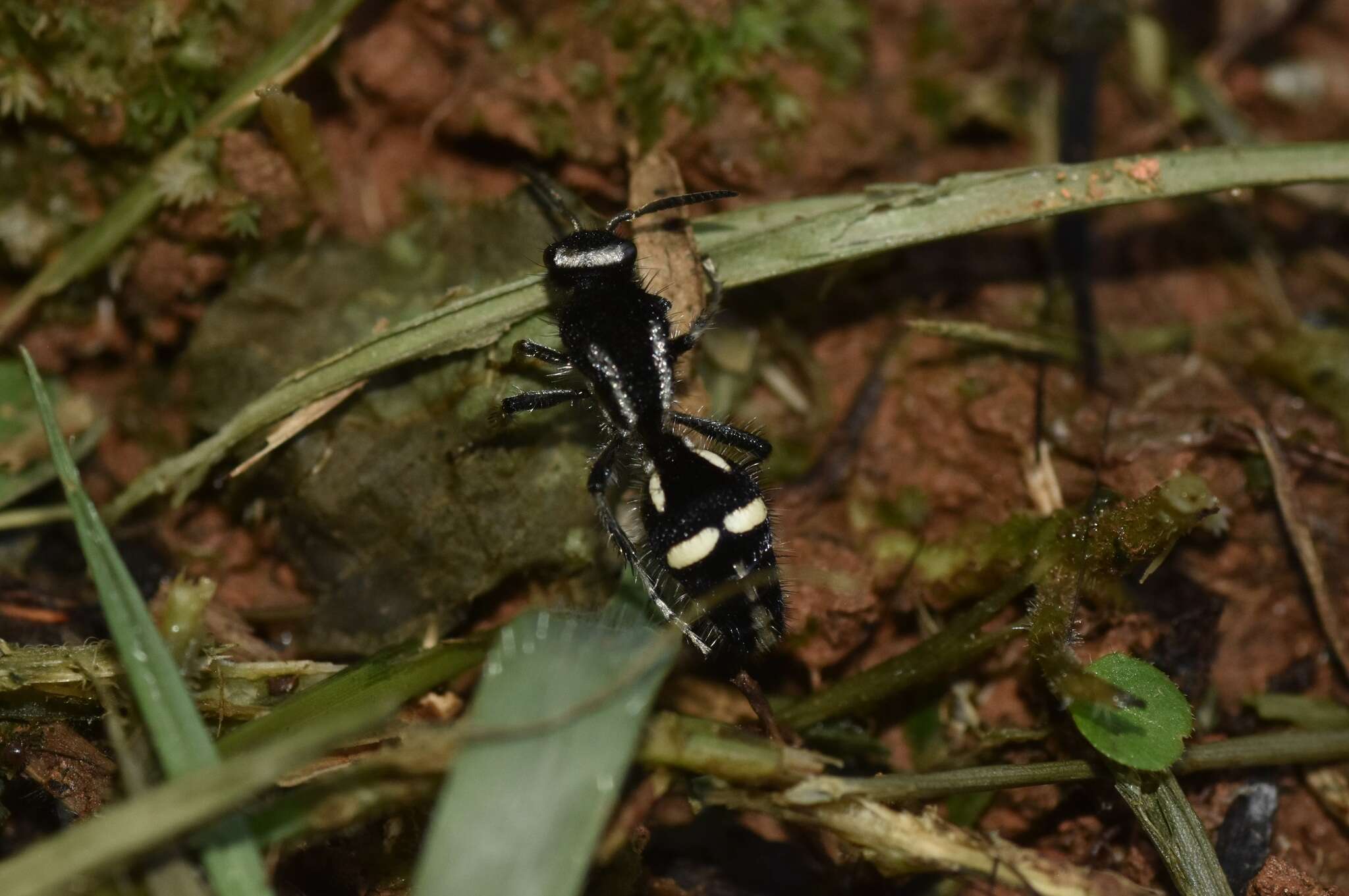 Imagem de Traumatomutilla indica (Linnaeus 1758)