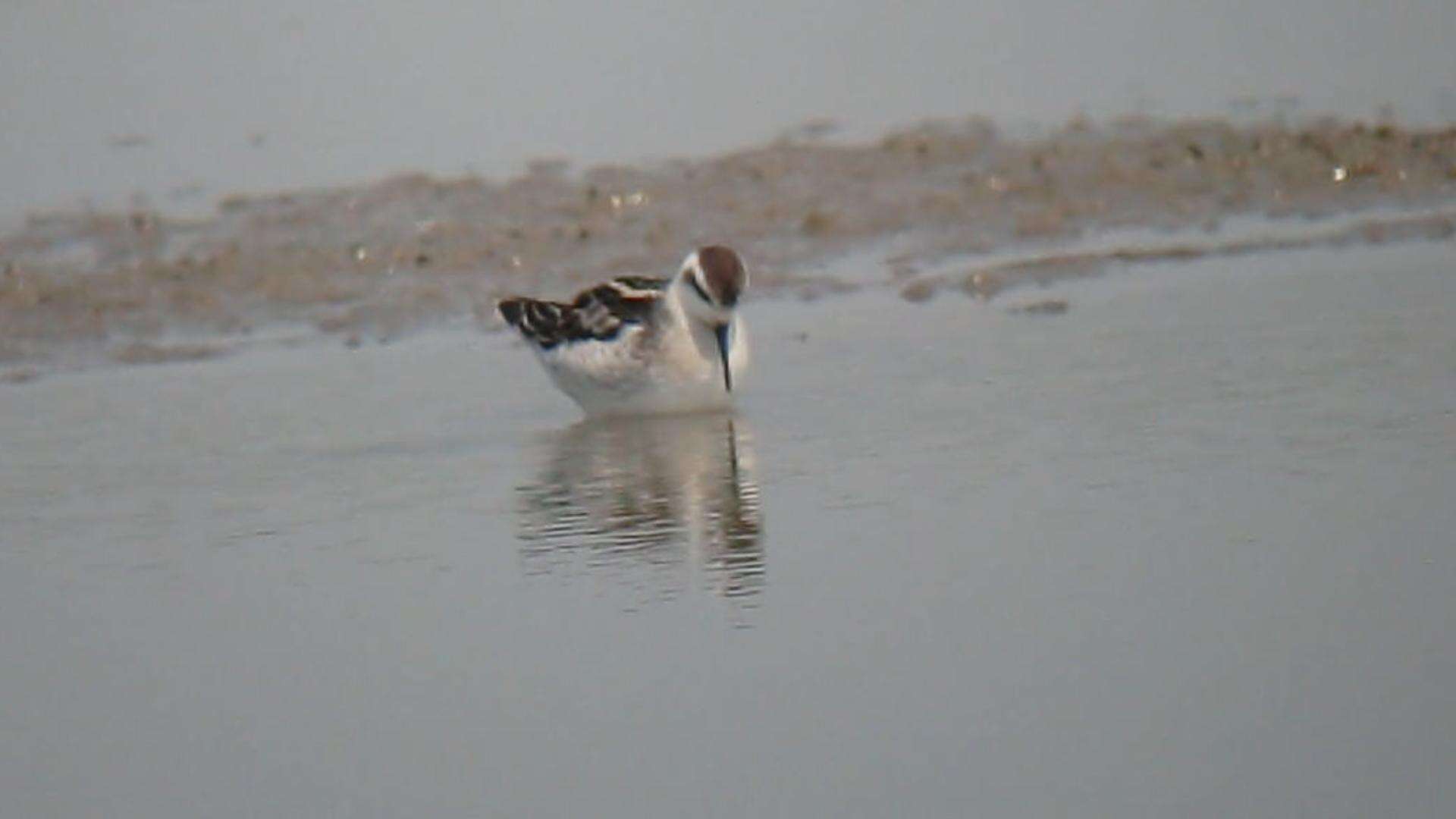 Image of Red-necked Phalarope