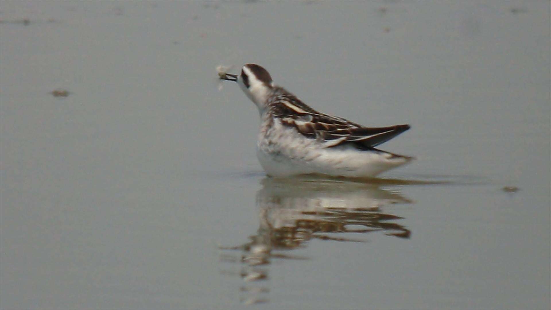 Image of Red-necked Phalarope