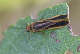 Image de Chimarra (Chimarra) marginata (Linnaeus 1767)