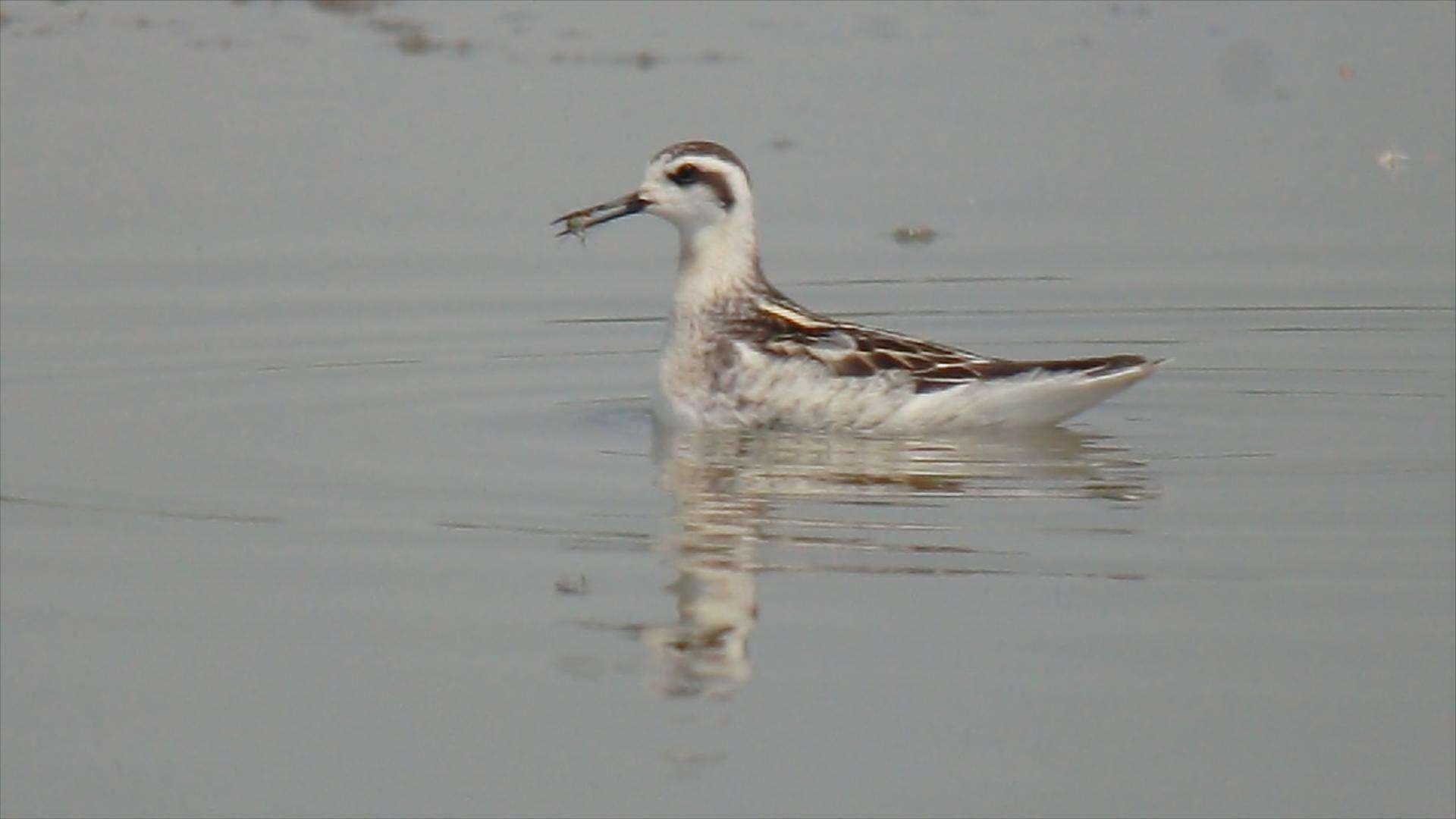 Imagem de Phalaropus lobatus (Linnaeus 1758)