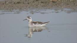 Image of Red-necked Phalarope