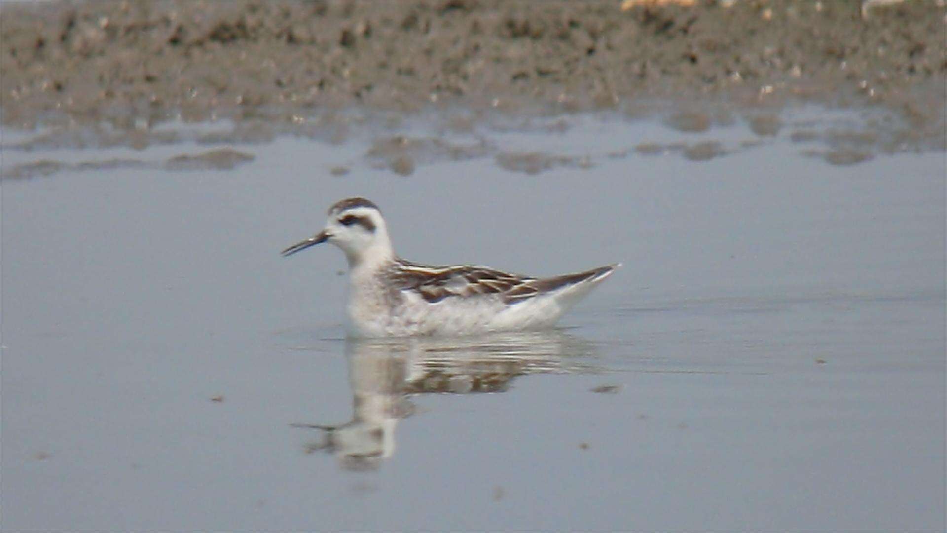 Image of Red-necked Phalarope