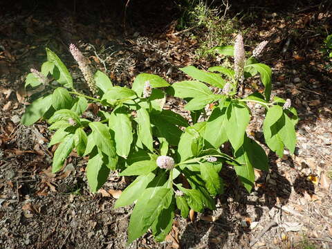 Image of Phytolacca japonica Makino