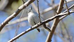 Image of gnatcatchers